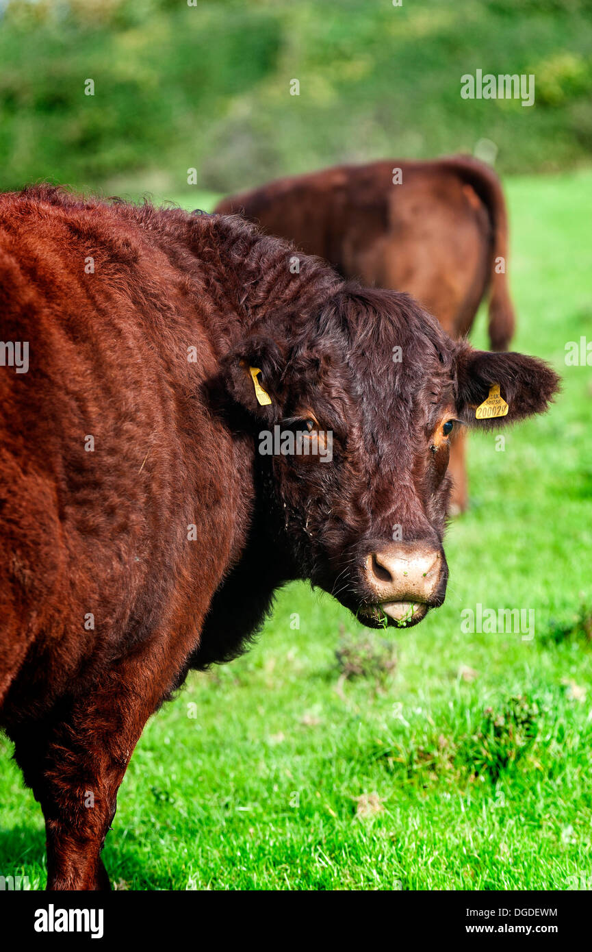 Red Ruby Devon cattle in a field. Stock Photo
