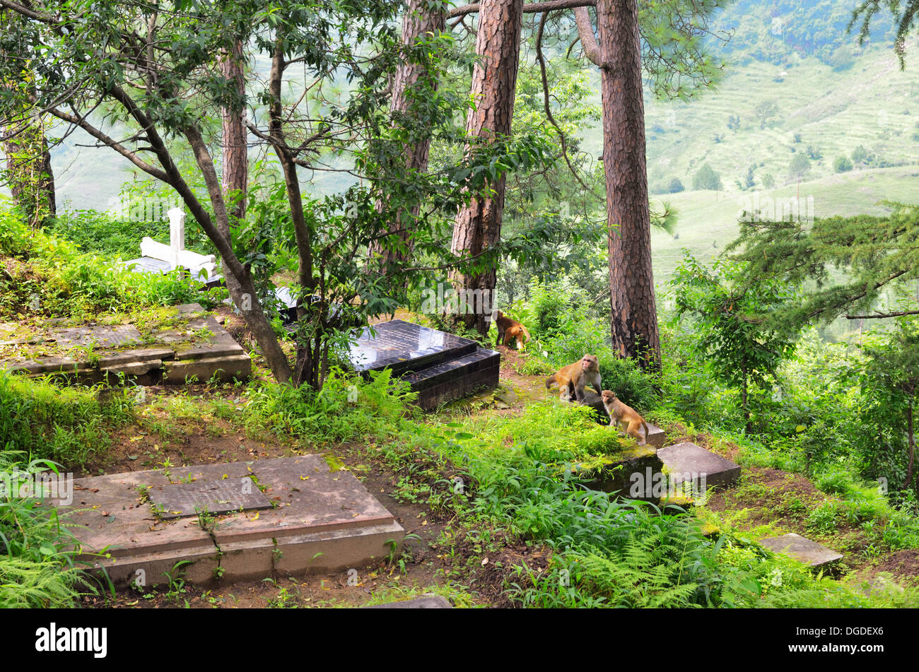 Monkeys in the British Colonial Cemetery in Almora, India Stock Photo