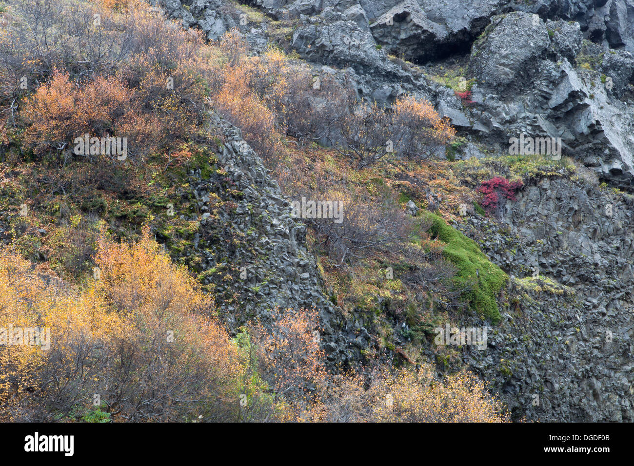 Rock wall adorned in fall colors, Iceland Stock Photo