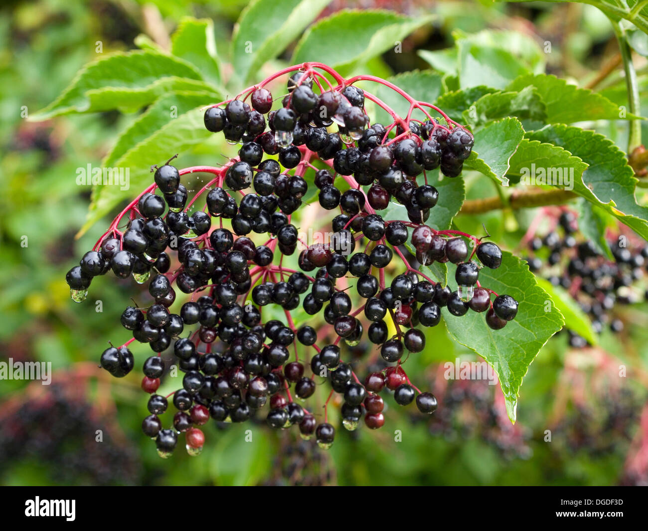 Elderberries hires stock photography and images Alamy