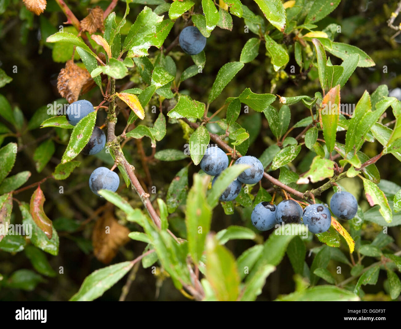 sloe berries on blackthorn tree Stock Photo