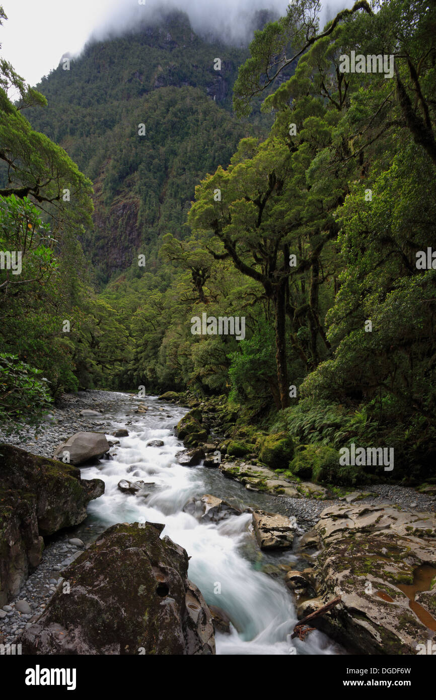 Fiordland - river, native forest Stock Photo - Alamy