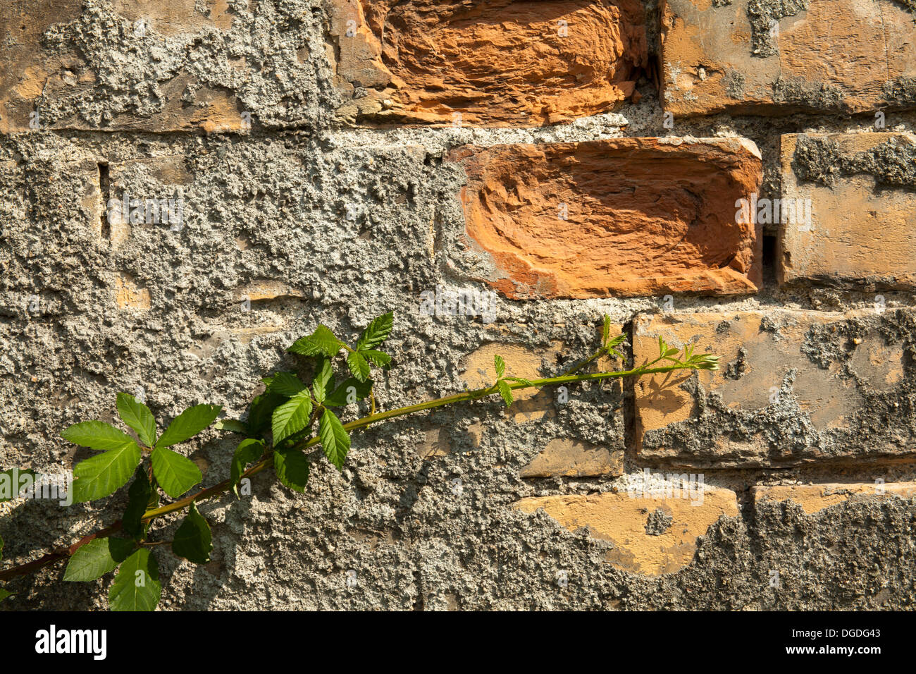 Brick wall with moss growing Stock Photo Alamy