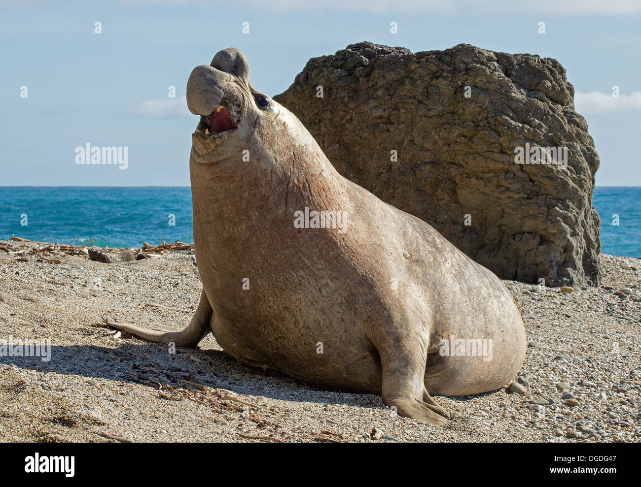 southern-elephant-seal-mirounga-leonina-stock-photo-alamy