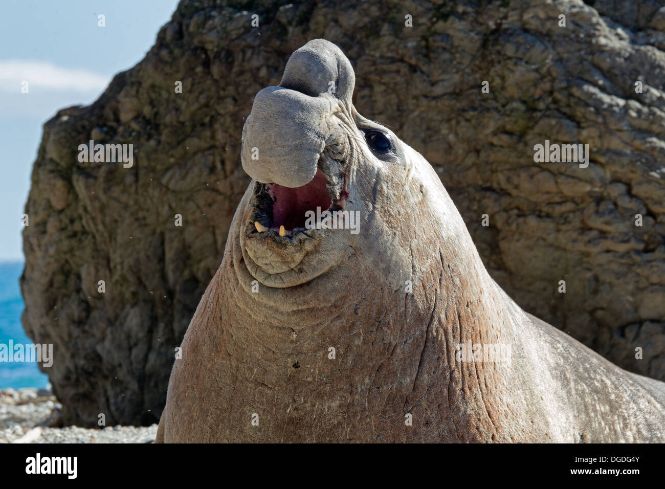 southern-elephant-seal-mirounga-leonina-stock-photo-alamy