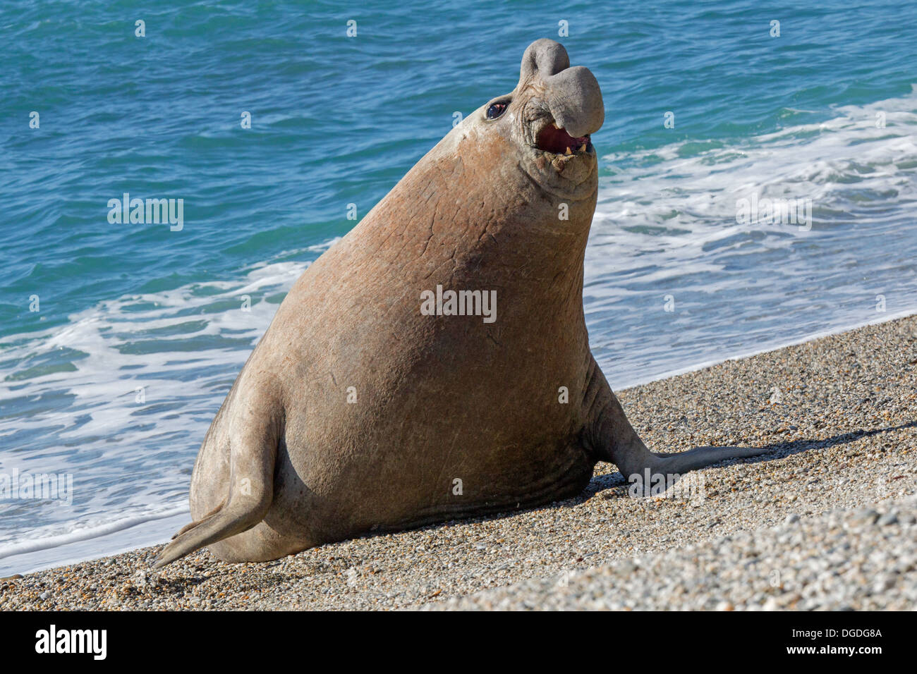 southern-elephant-seal-mirounga-leonina-stock-photo-alamy