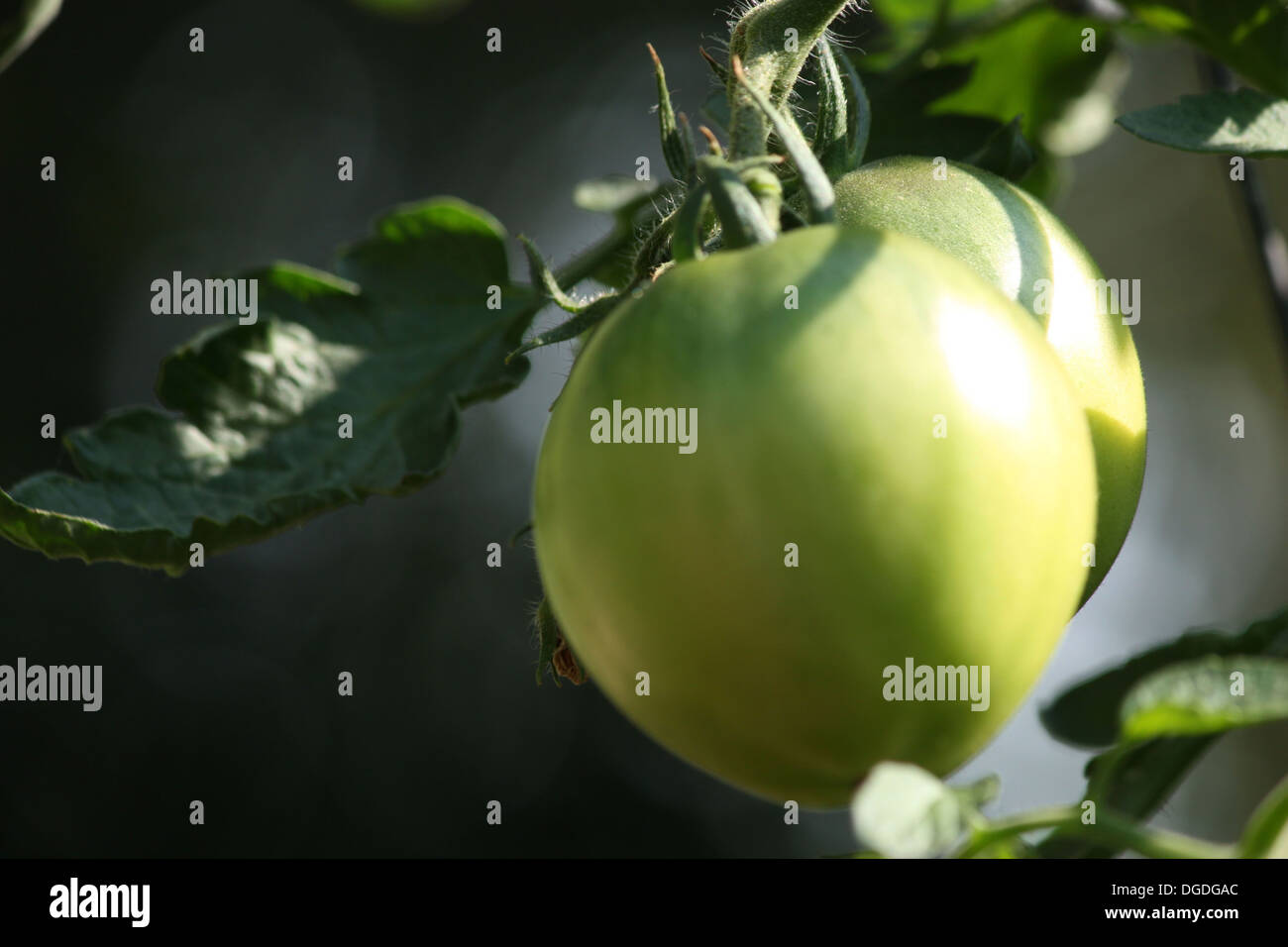 Green Tomatoes on a Vine Stock Photo - Alamy