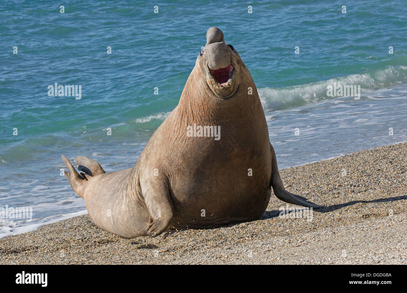 Southern elephant seal - Mirounga leonina Stock Photo