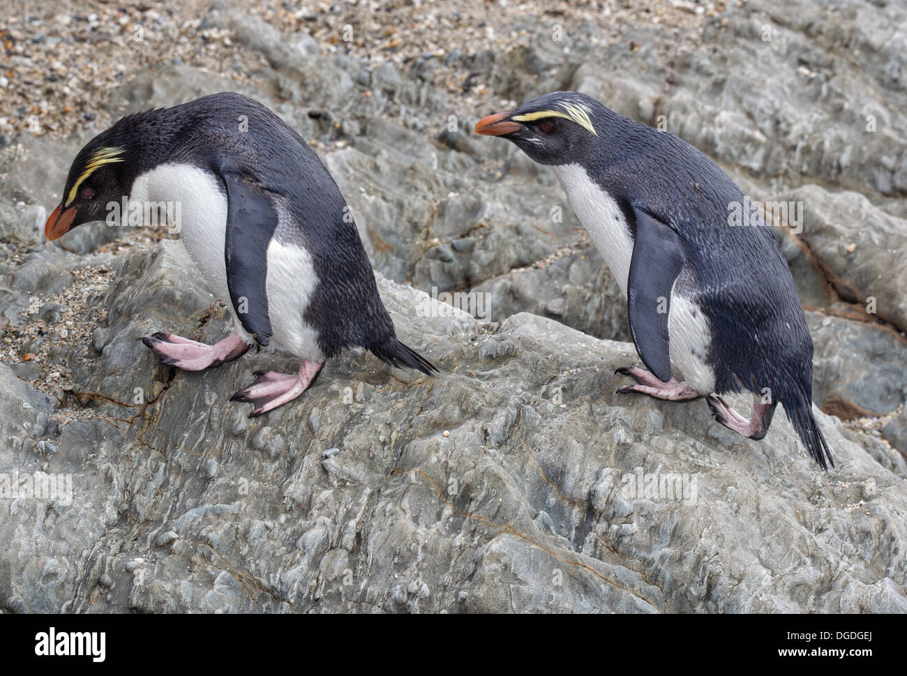 Fiordland crested penguin nesting Eudyptes pachyrhynchus G.R. Gray