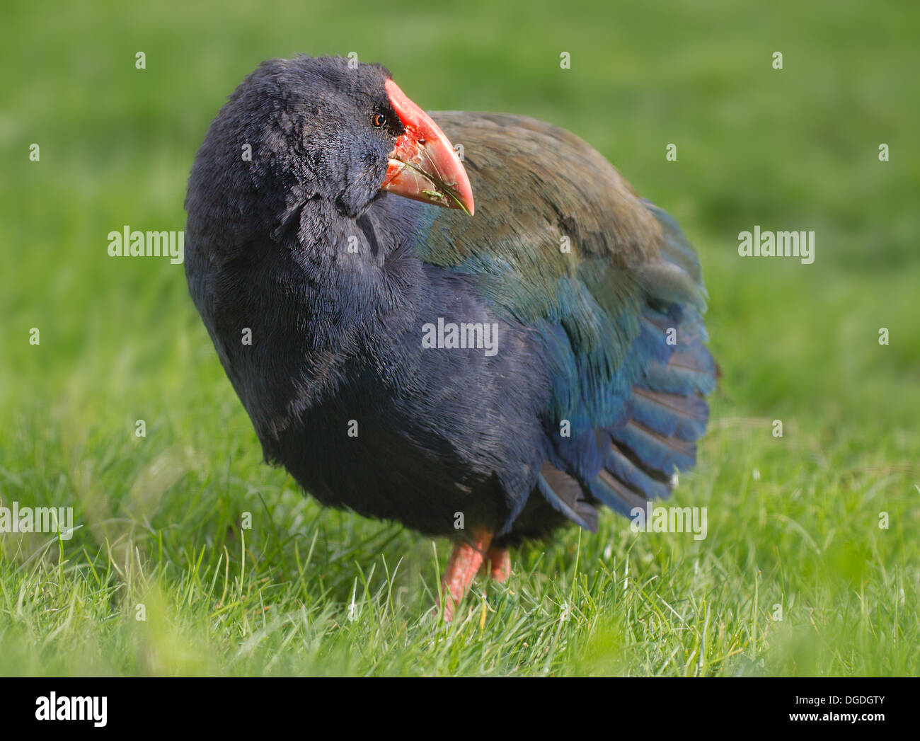 The Takahē, Notornis, or South Island Takahē (Porphyrio hochstetteri) Stock Photo