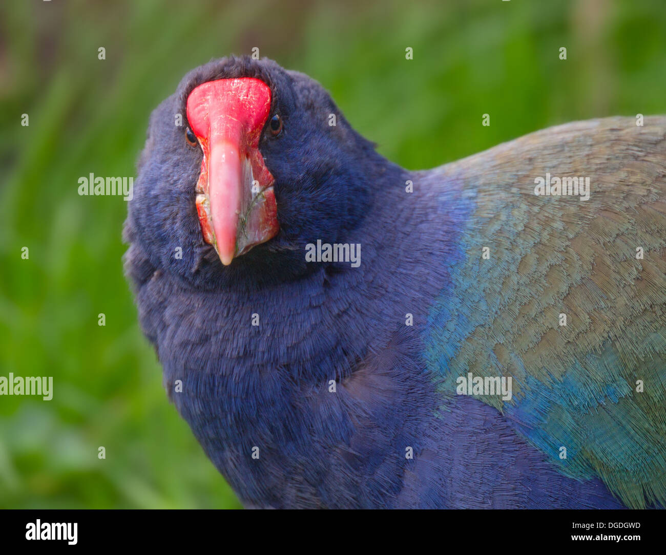 The Takahē, Notornis, or South Island Takahē (Porphyrio hochstetteri) Stock Photo