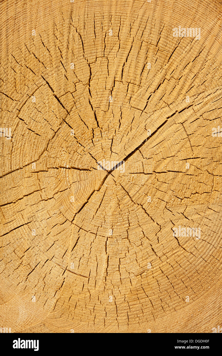 wooden cut texture background Stock Photo
