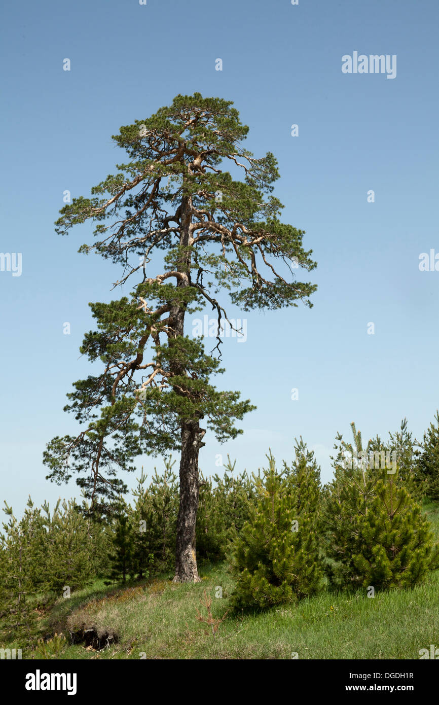 lone pine tree among the small pine trees Stock Photo