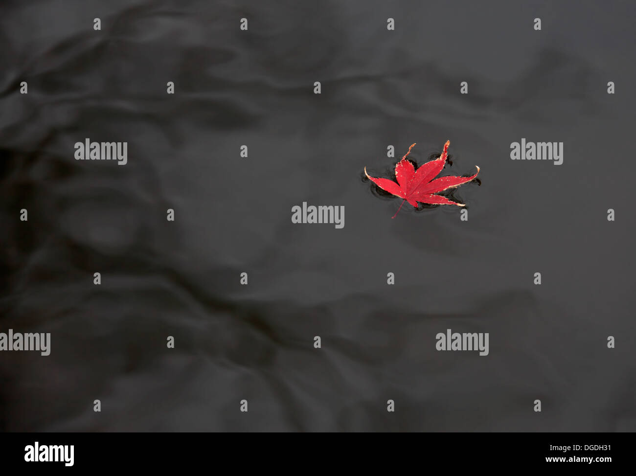 Floating red leaves hi-res stock photography and images - Alamy