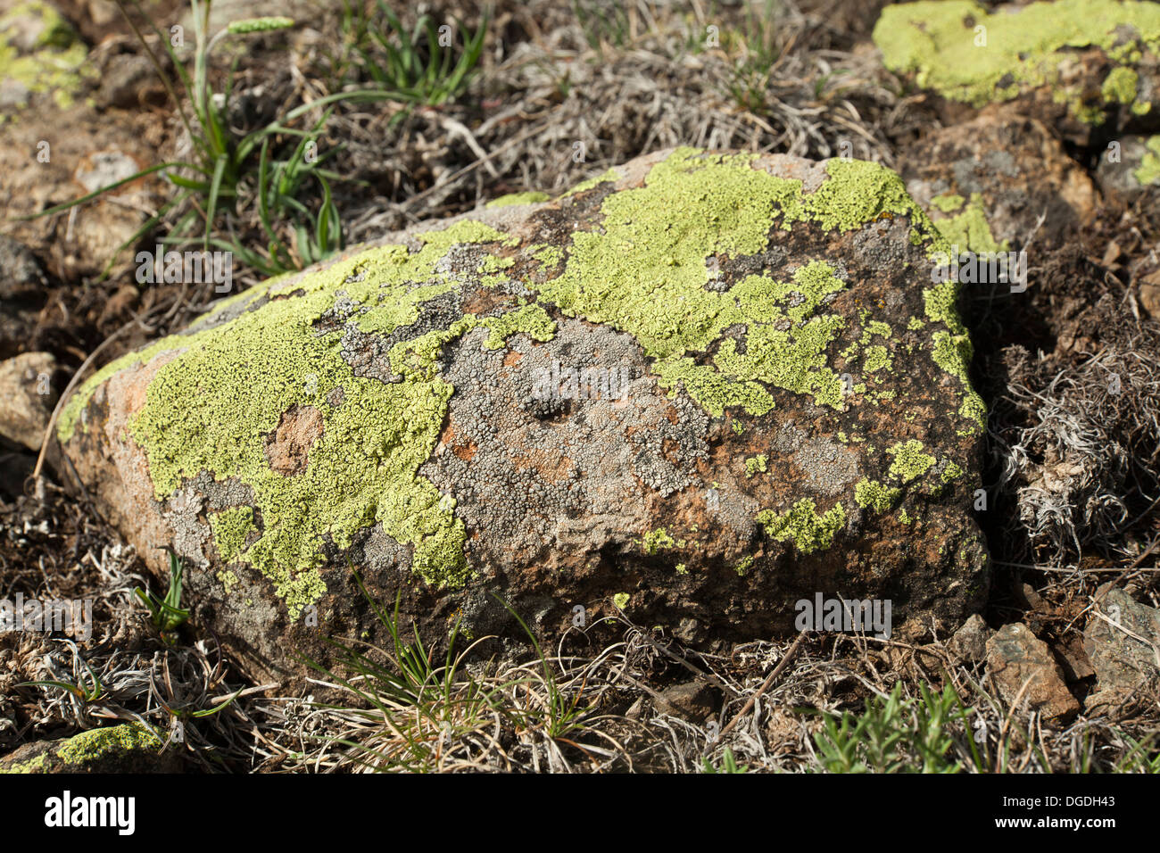 green moss on stone close up Stock Photo
