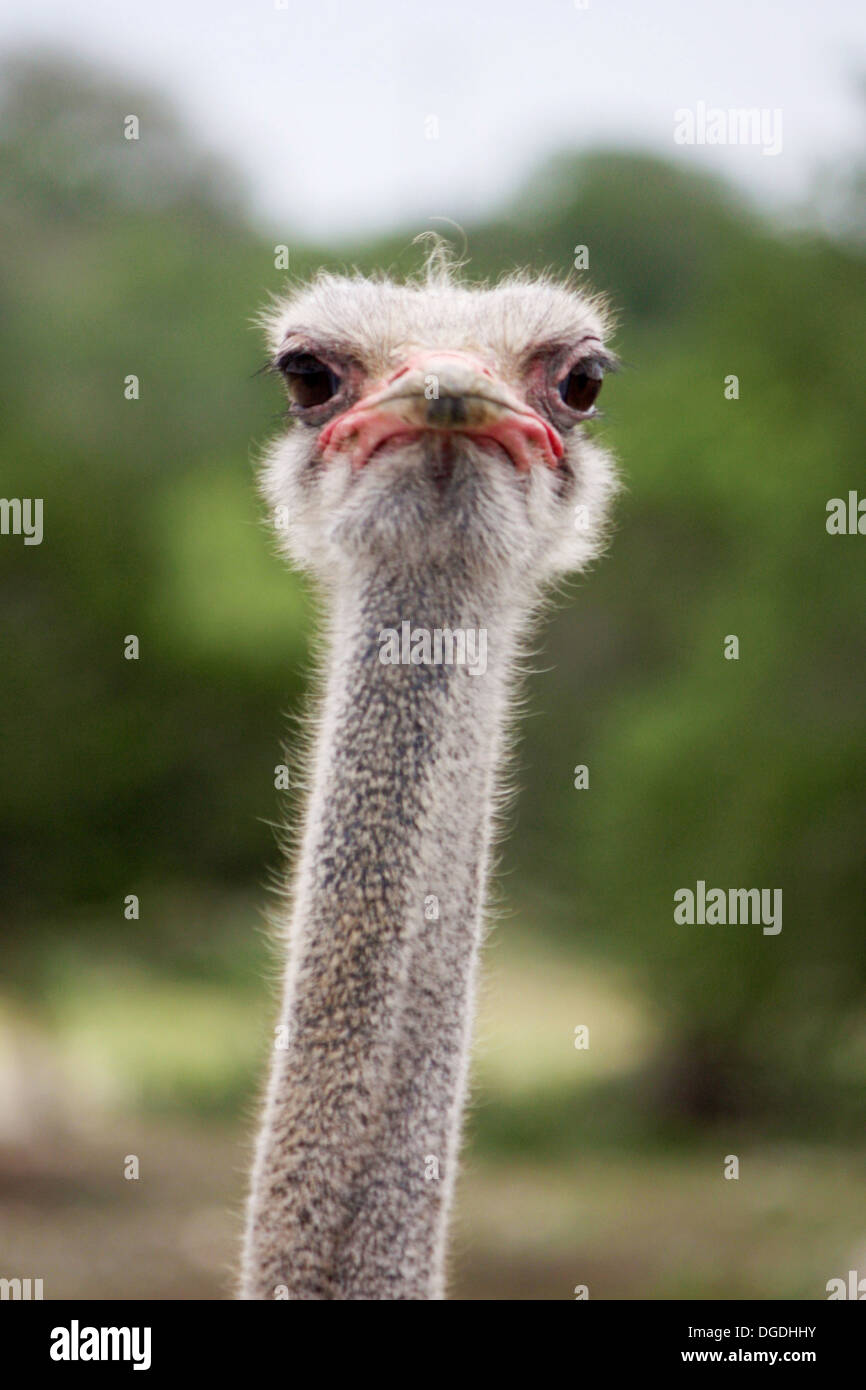 Staring Ostrich Stock Photo