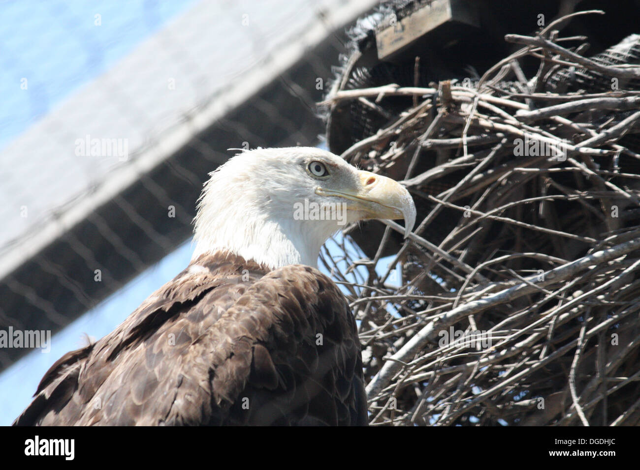 Perched Eagle Stock Photo
