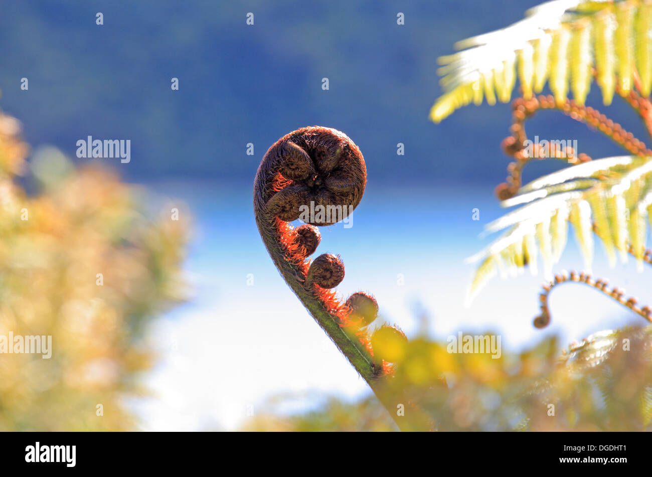 The mighty New Zealand fern Stock Photo Alamy