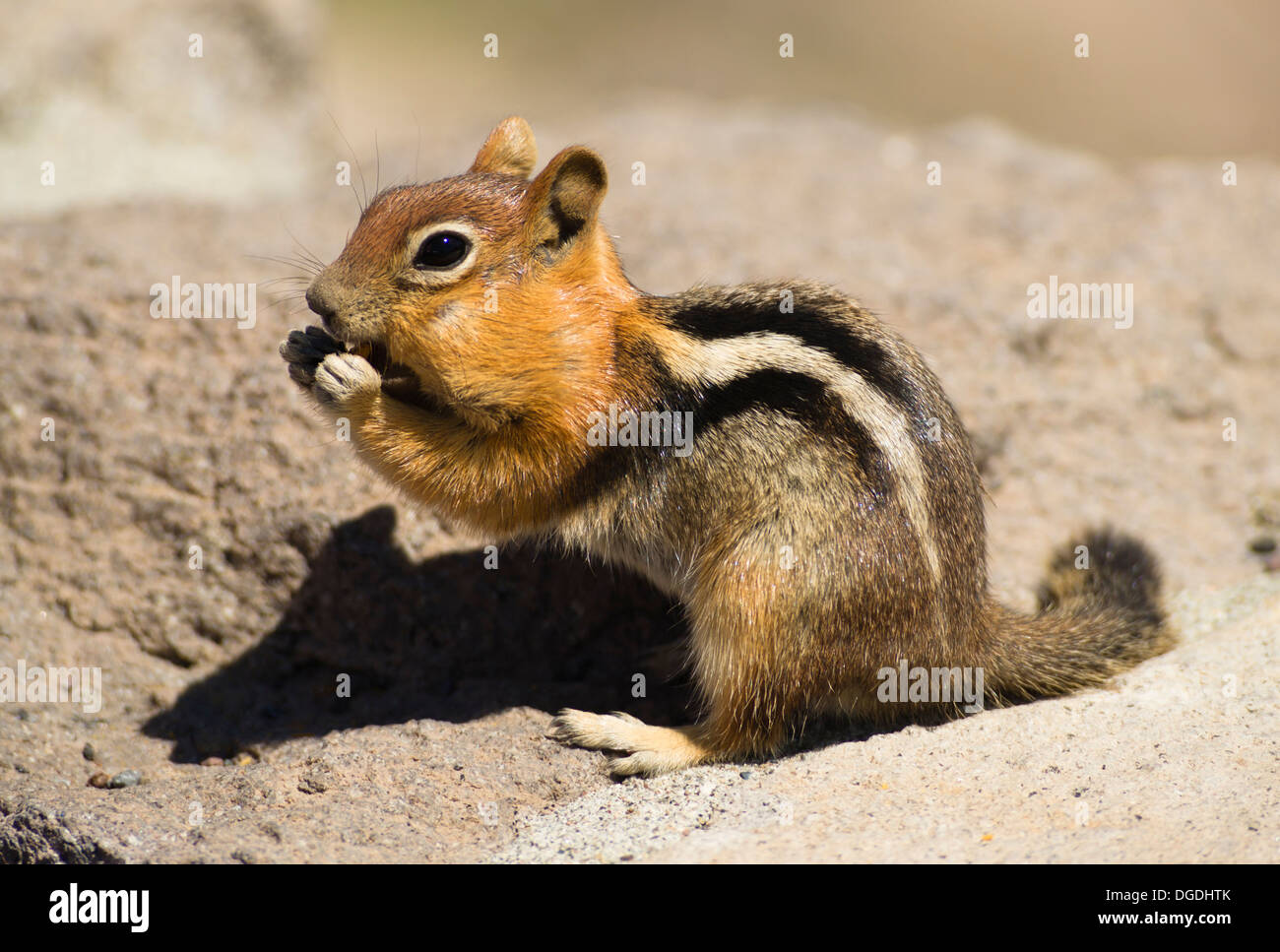 Wild Chipmunk fills his belly with food prior to hibernation Stock Photo