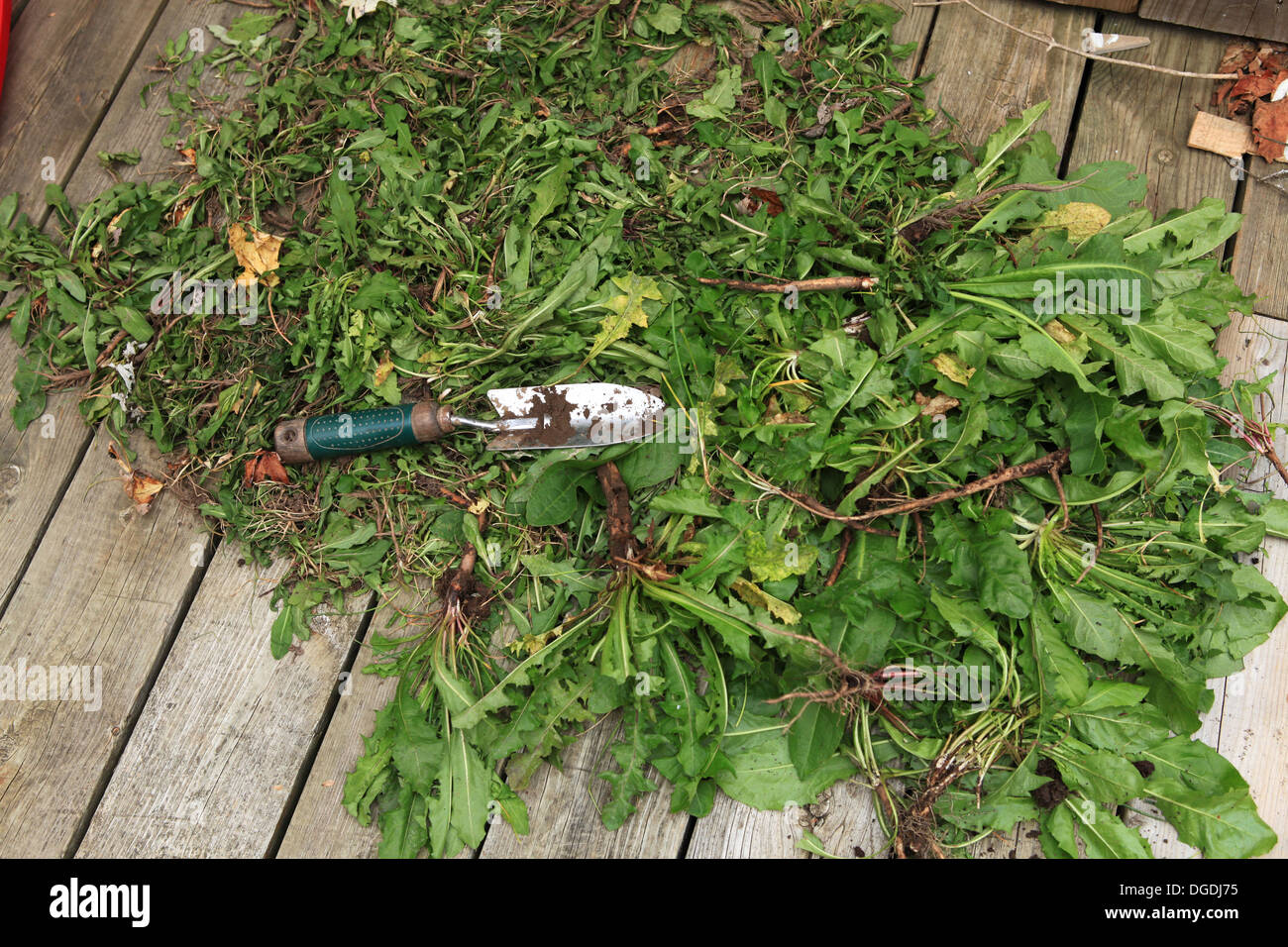 Handpulling weed removal Stock Photo Alamy