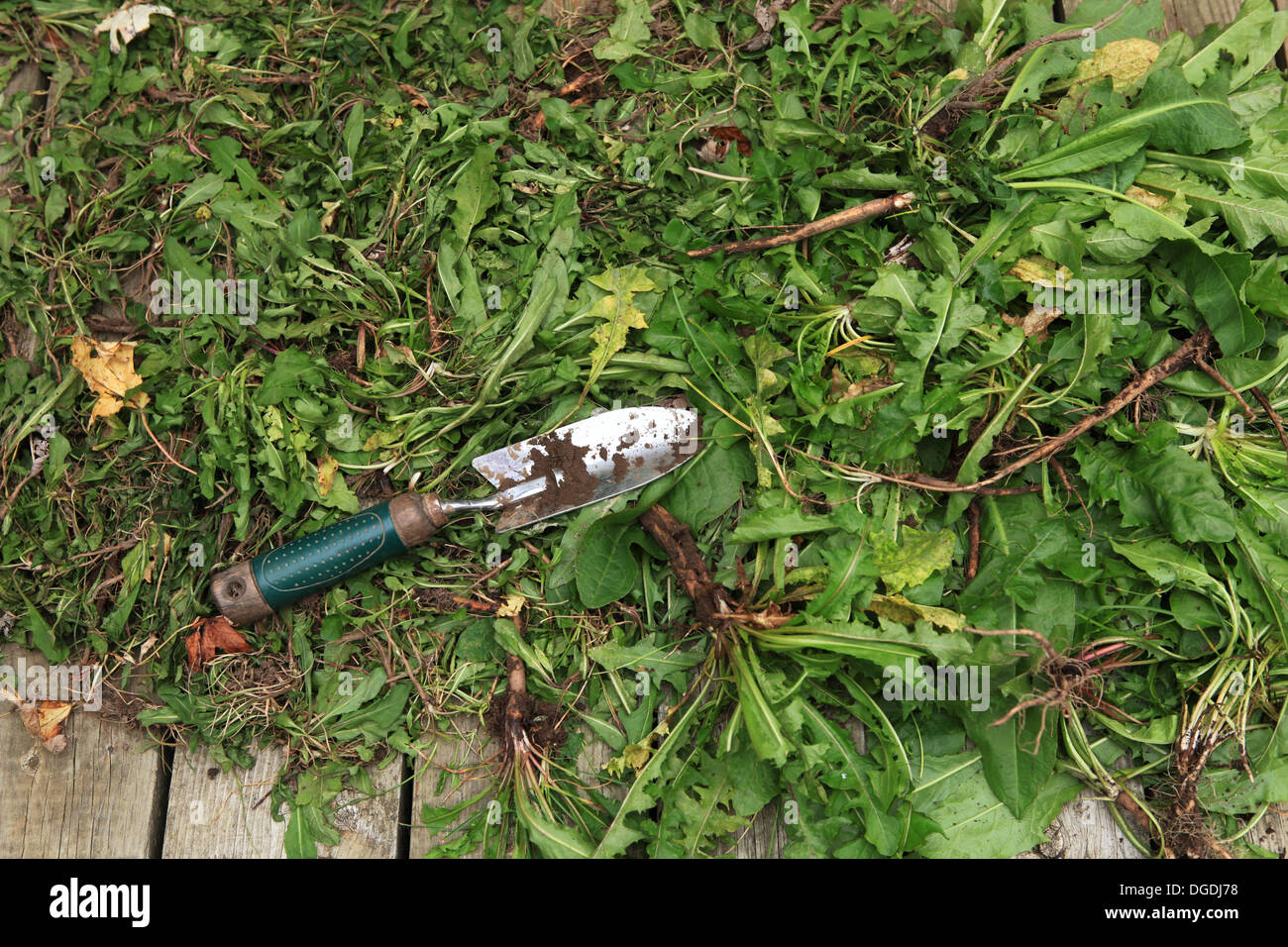 Handpulling weed removal Stock Photo Alamy