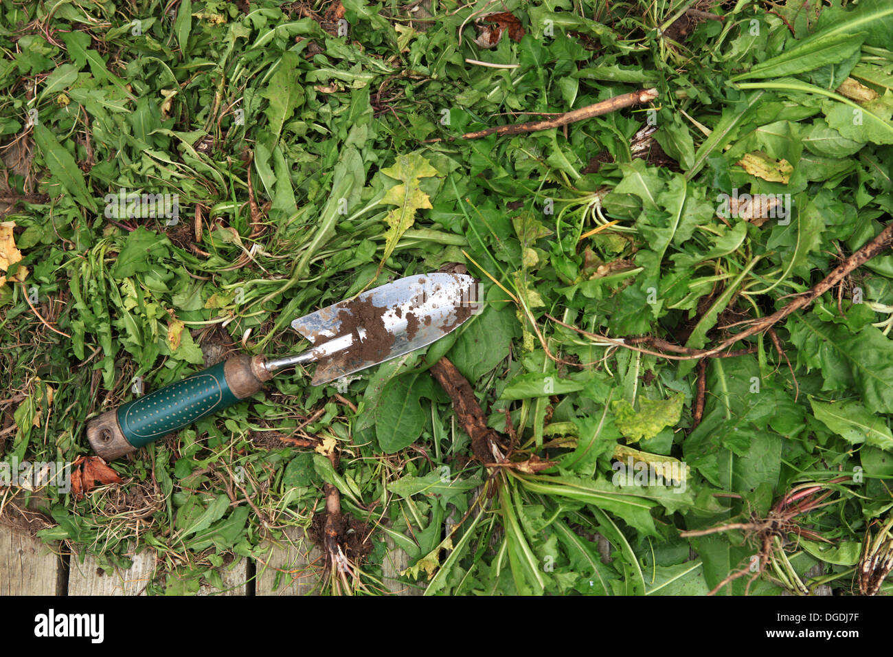 Pulling weeds hires stock photography and images Alamy