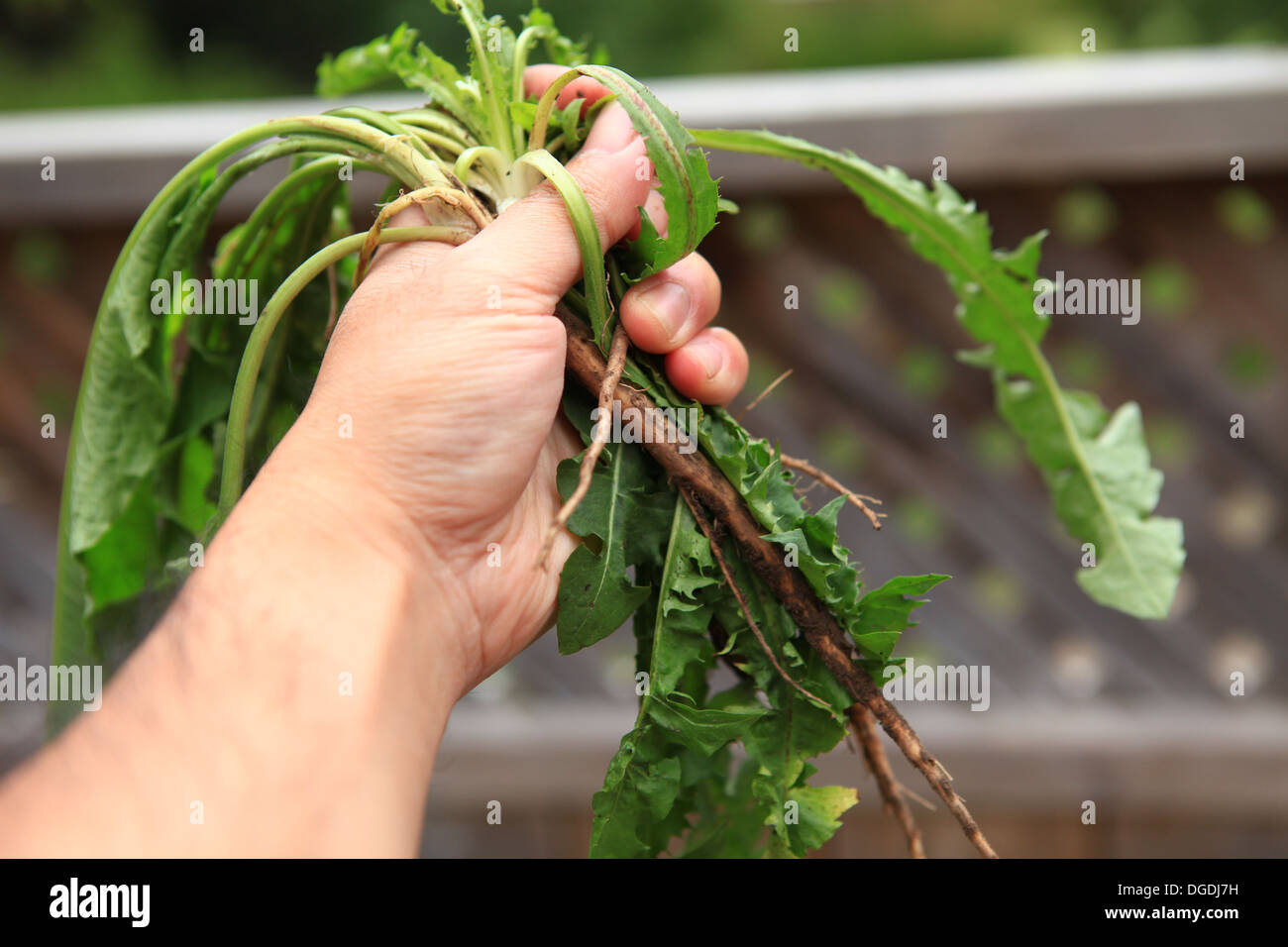 Handpulling weed removal Stock Photo Alamy