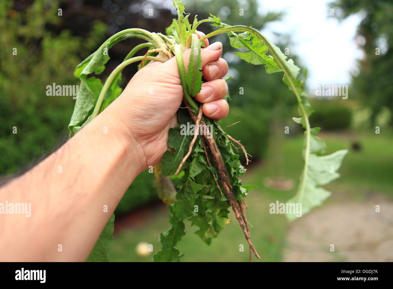 Weed pulling tools hires stock photography and images Alamy