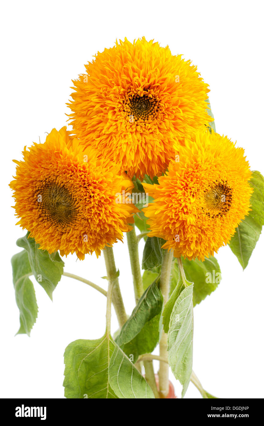 Vase with three sunflowers hires stock photography and images Alamy