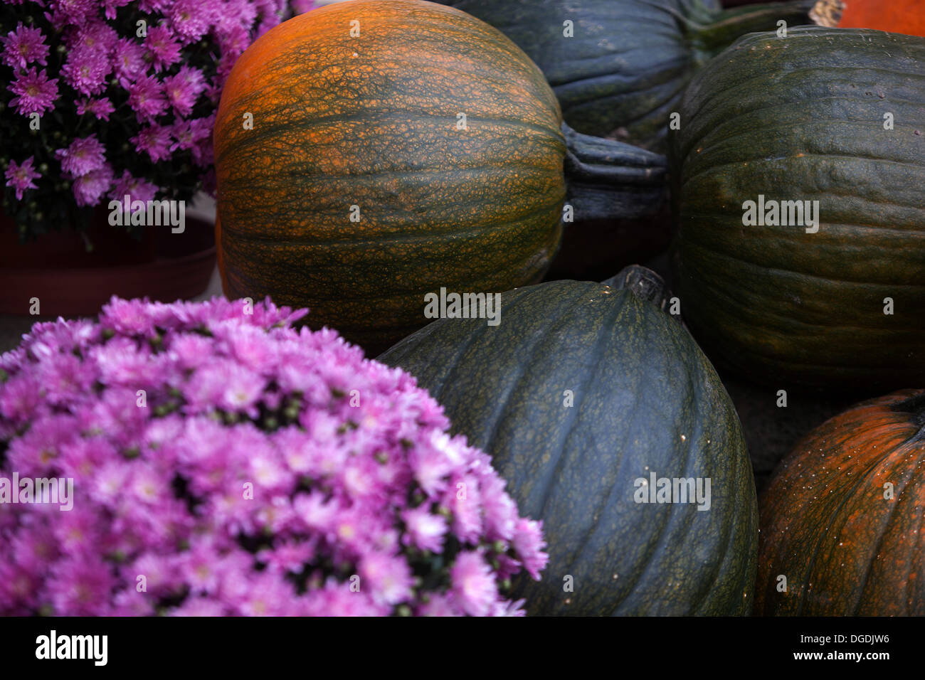 Autumn display with pumpkins Stock Photo