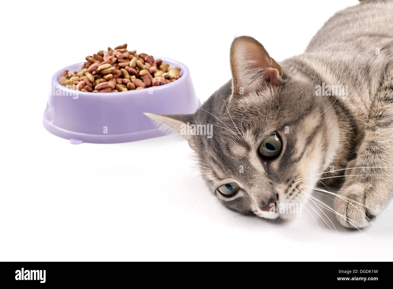 The cat lies near a bowl with food and doesn't want to eat Stock Photo