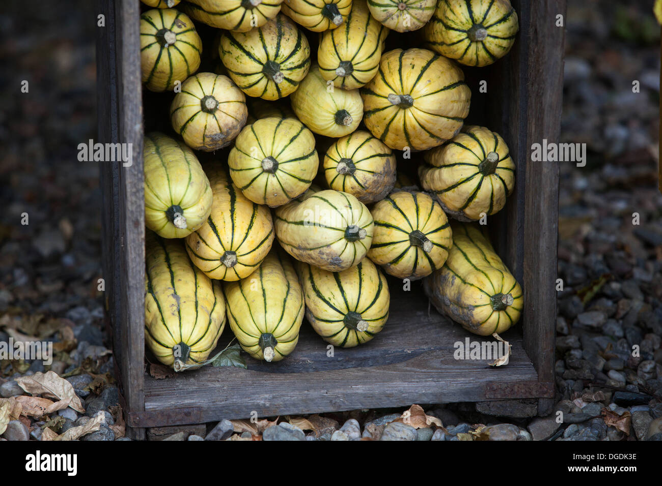 Delicata squash with yellow skin and green stripes stacked in a rustic wooden crate outdoors Stock Photo
