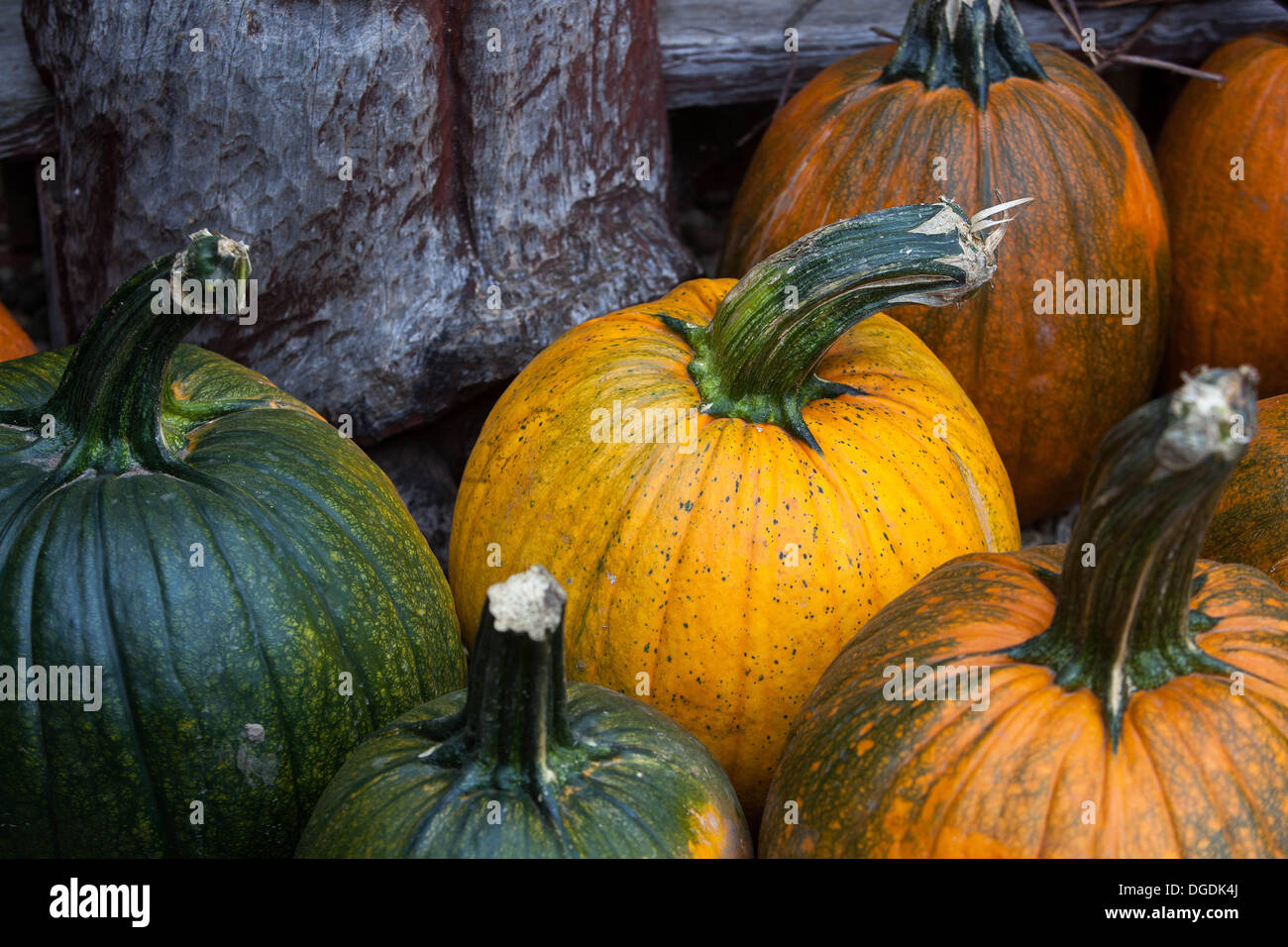 Thanksgiving autumn scene pumpkins hi-res stock photography and images ...
