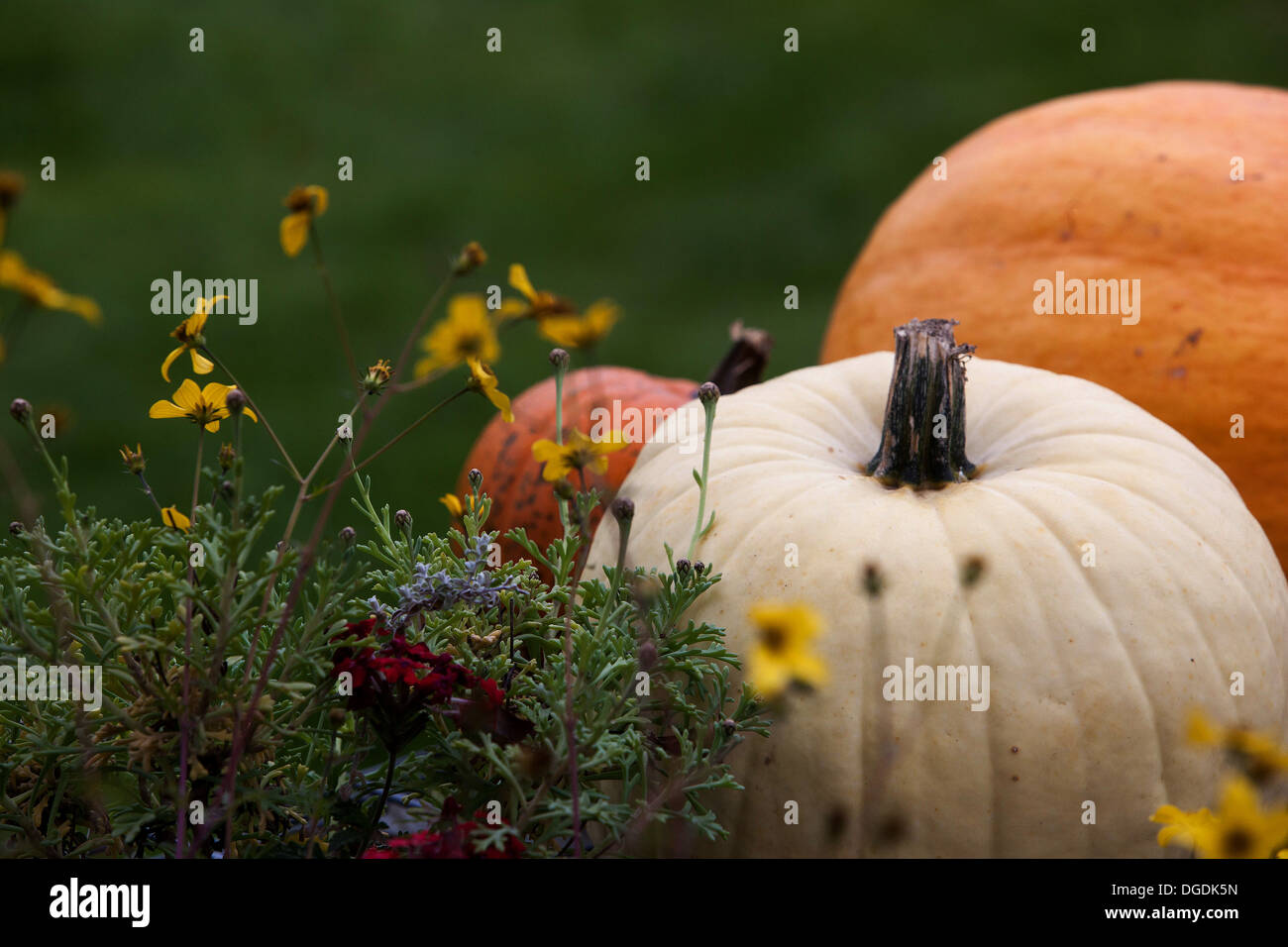 Close up decorative pumpkins hi-res stock photography and images - Alamy