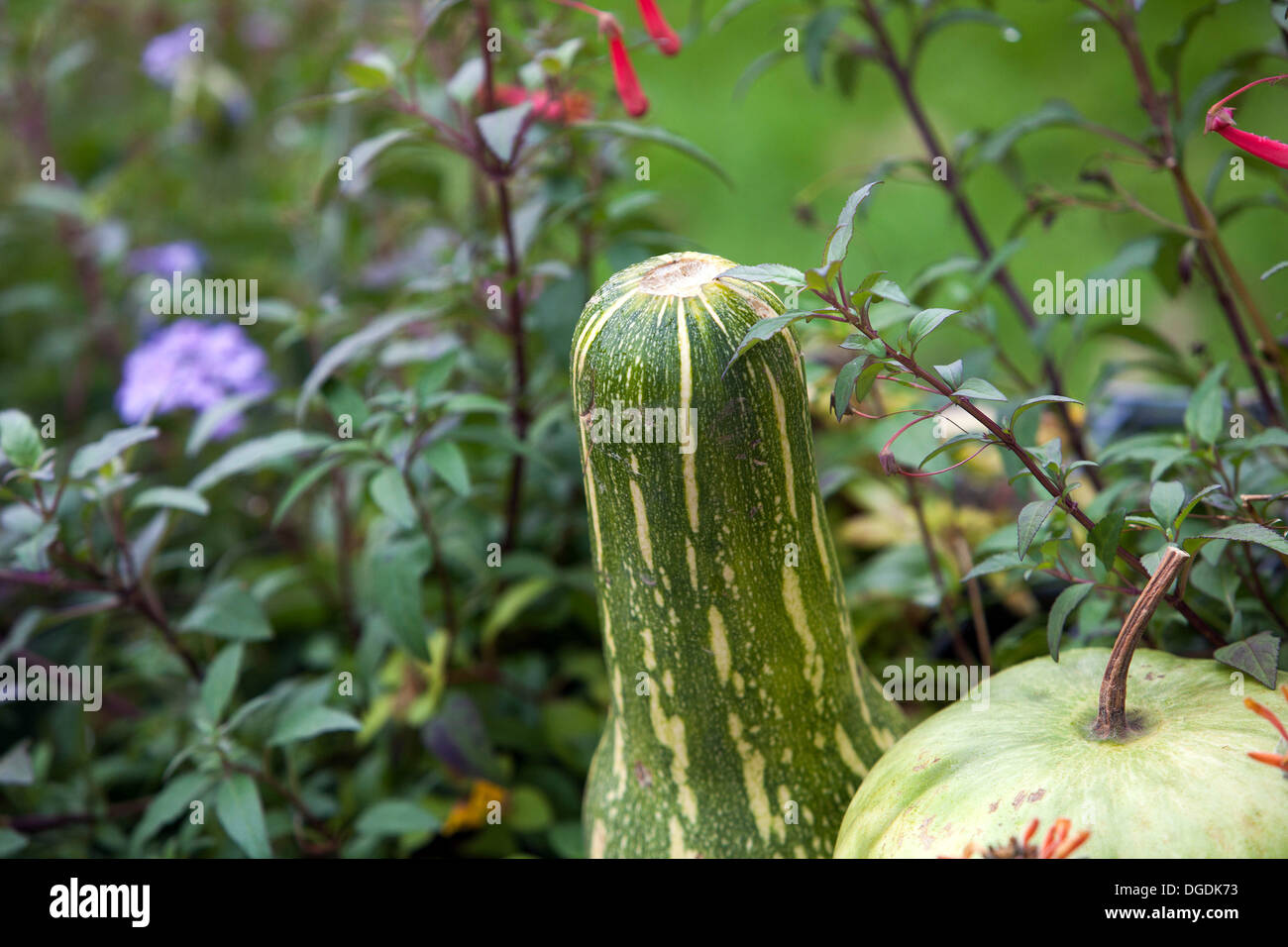 Autumn gourd in garden pumpkins, squash Cucurbita pepo in garden Stock Photo