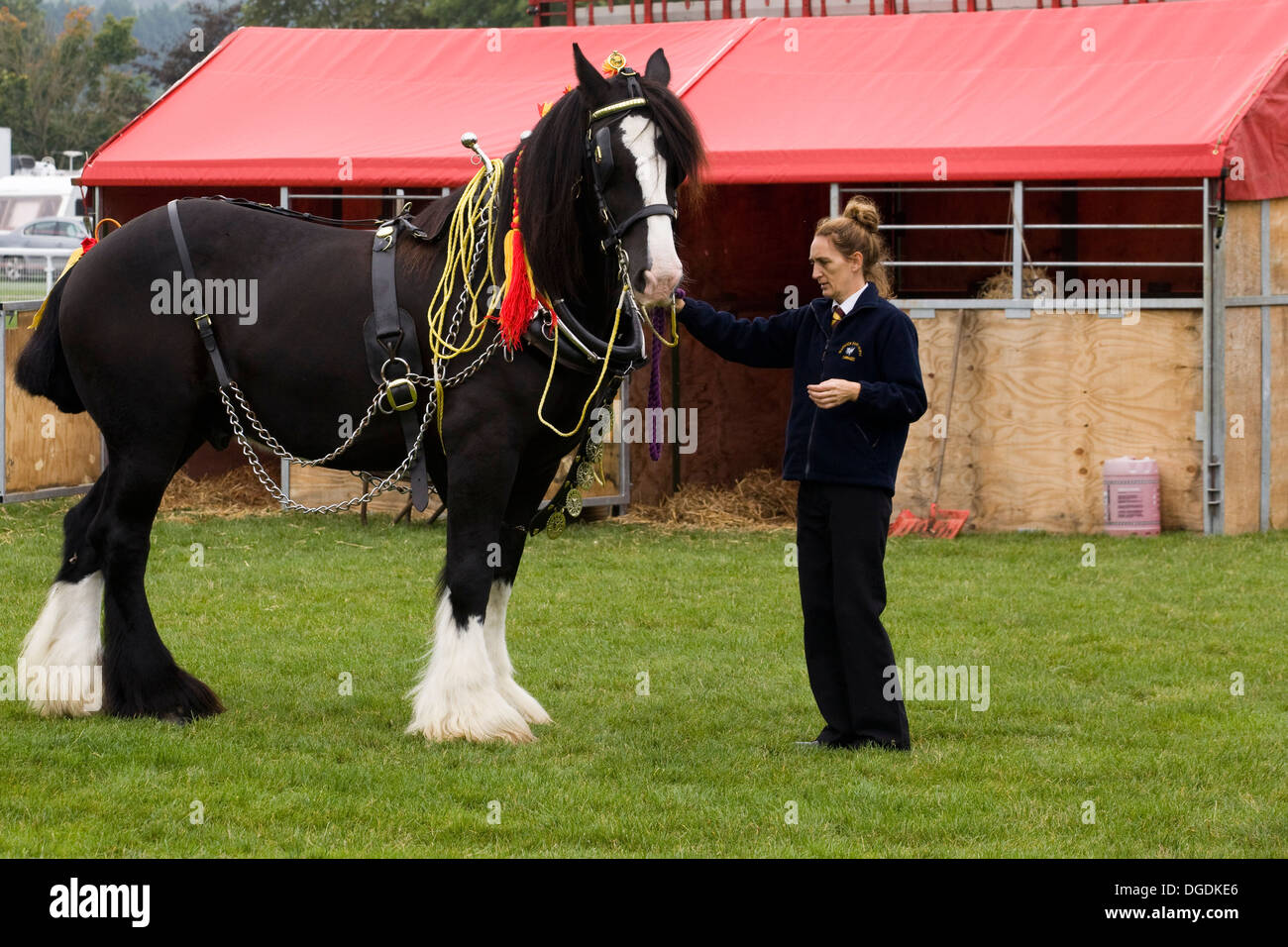 Shire Horse in a Plough Harness Stock Photo Alamy