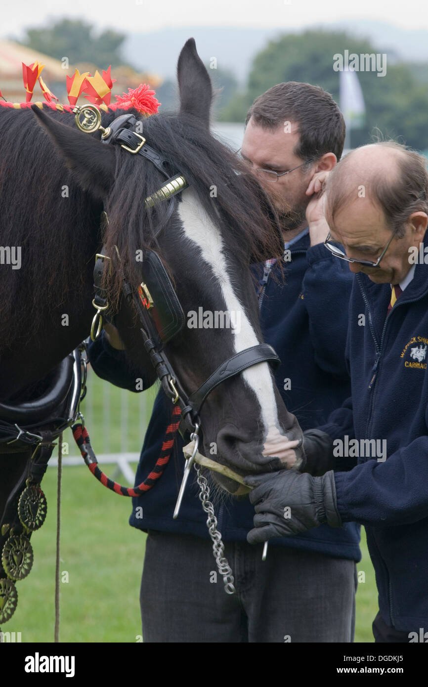 Man putting a 3 Slot Liverpool Driving Bit on a Shire Horse Stock Photo
