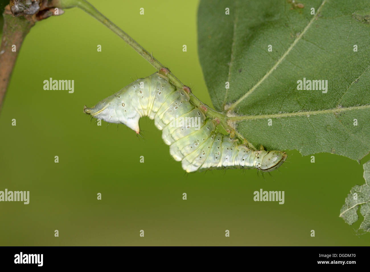 Maple Prominent - Ptilodon cucullina larva Stock Photo