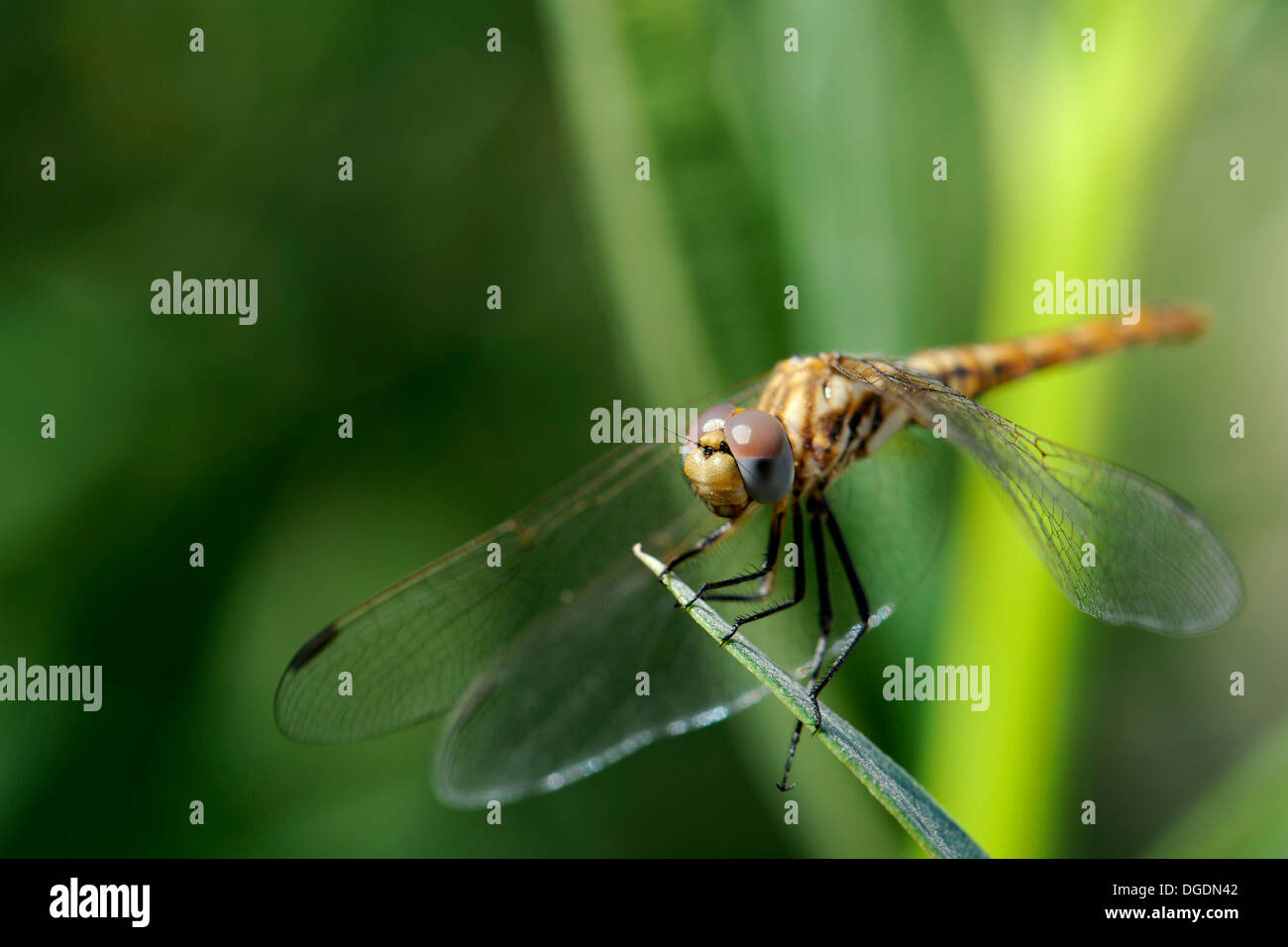 The beautiful dragonfly sits on branches Stock Photo - Alamy