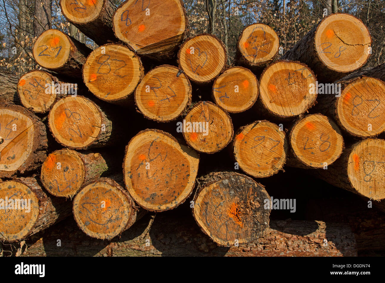 Logs, Germany Stock Photo