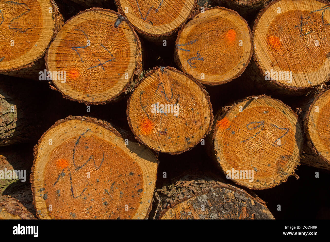 Logs, Germany Stock Photo