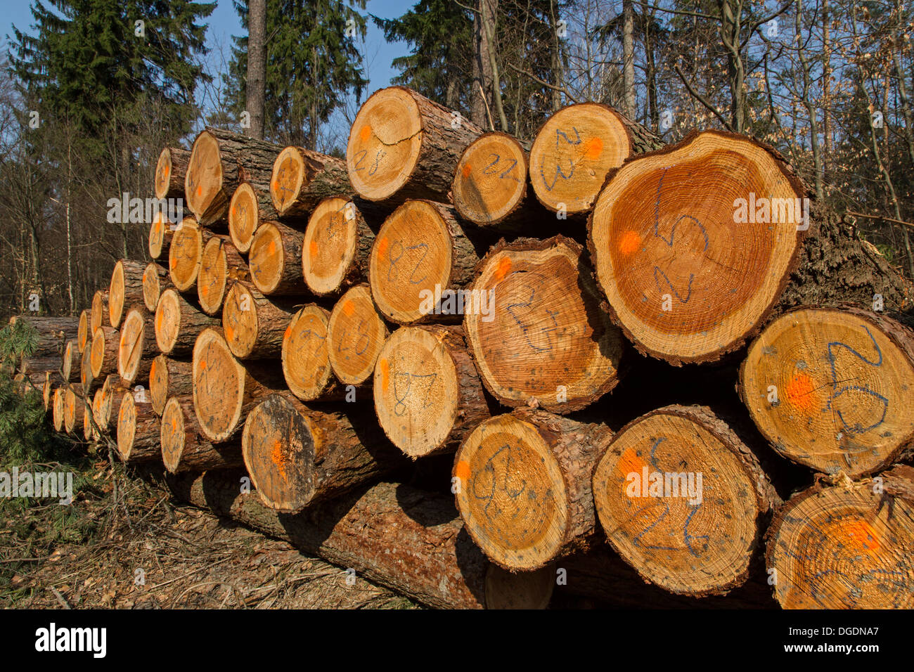 Logs, Germany Stock Photo