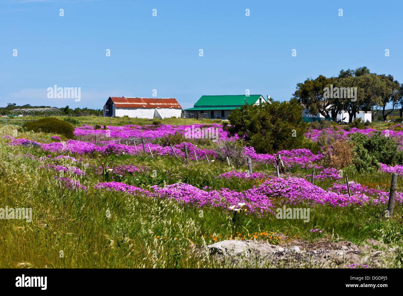 Fynbos indigenous flora hi-res stock photography and images - Alamy