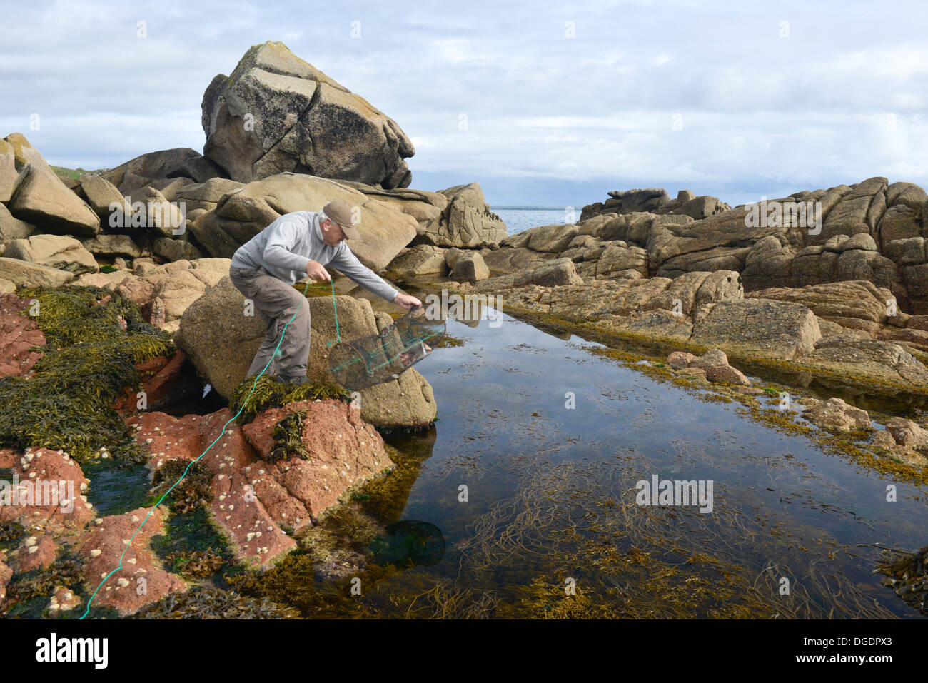 Setting a trap in a rock pool at Old Town Bay, St Mary's, Isles of Scilly, UK Stock Photo