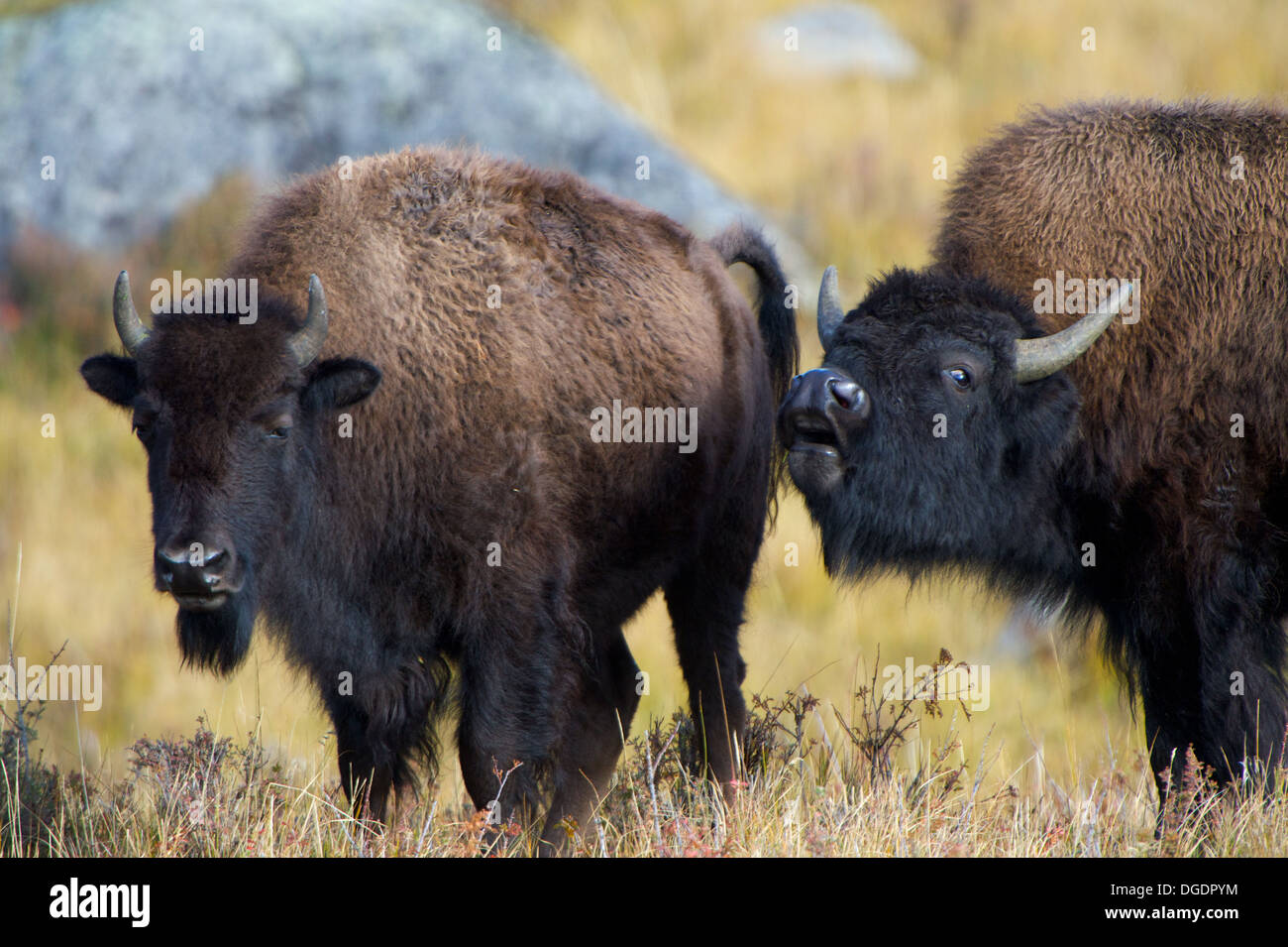 Flehmen response an American Bison bull is using his sense of smell to