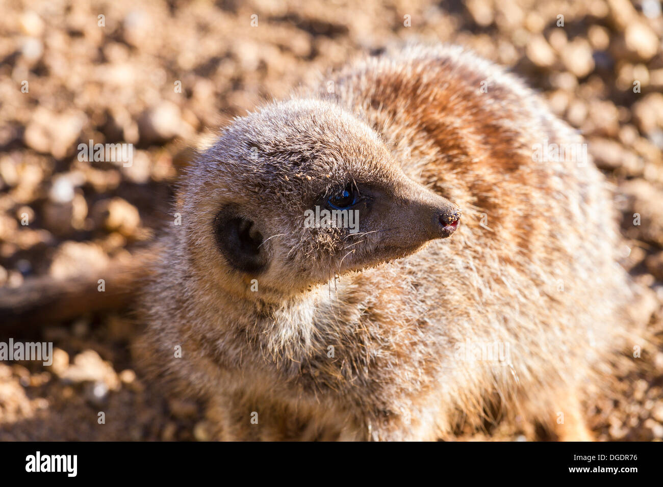 Captive meerkat looking Stock Photo