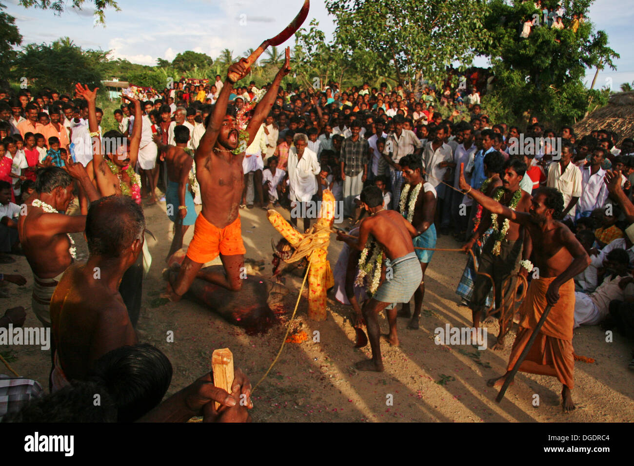 Ox sacrifice hi-res stock photography and images - Alamy