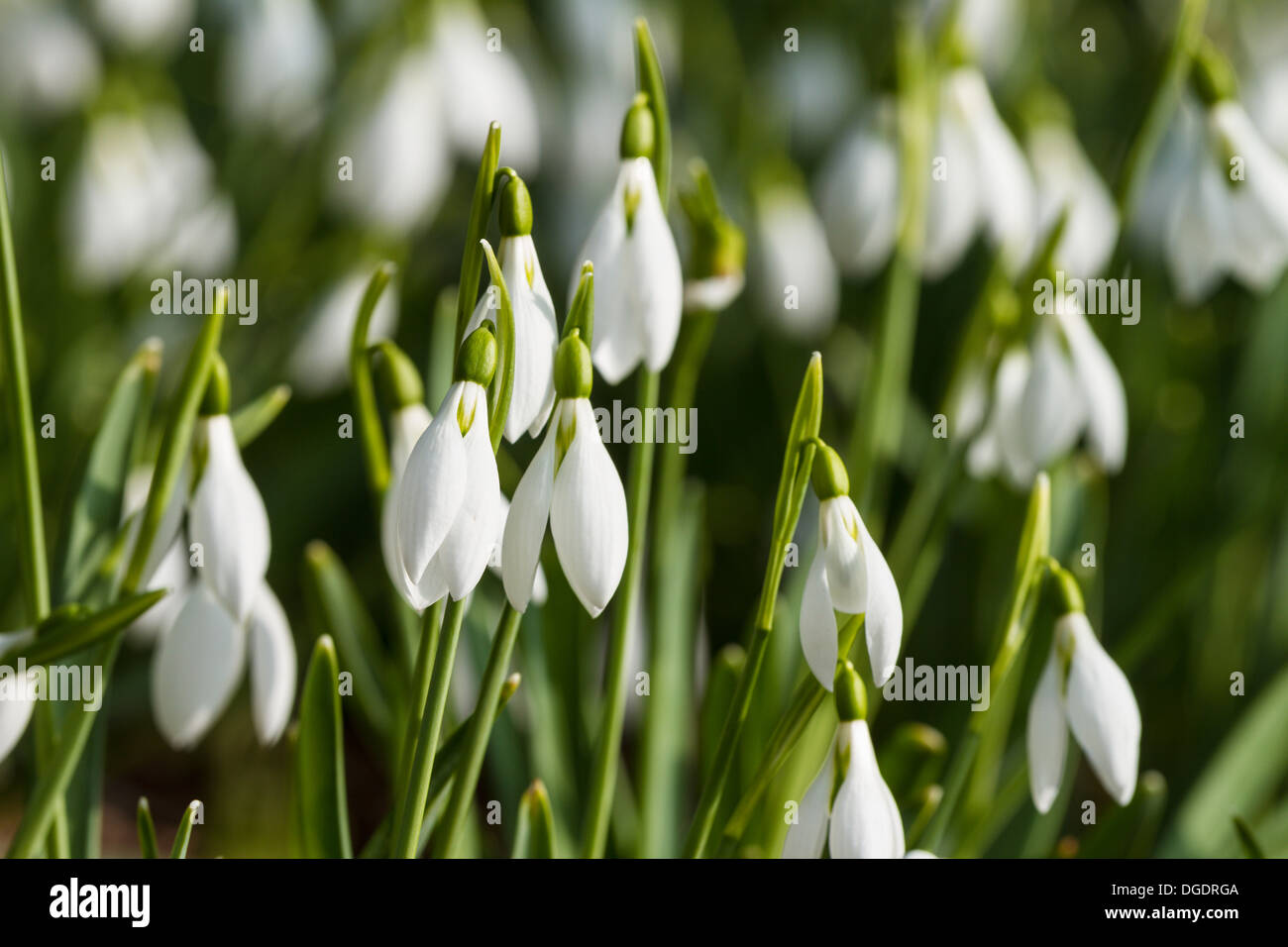 Snowdrops in flower Stock Photo