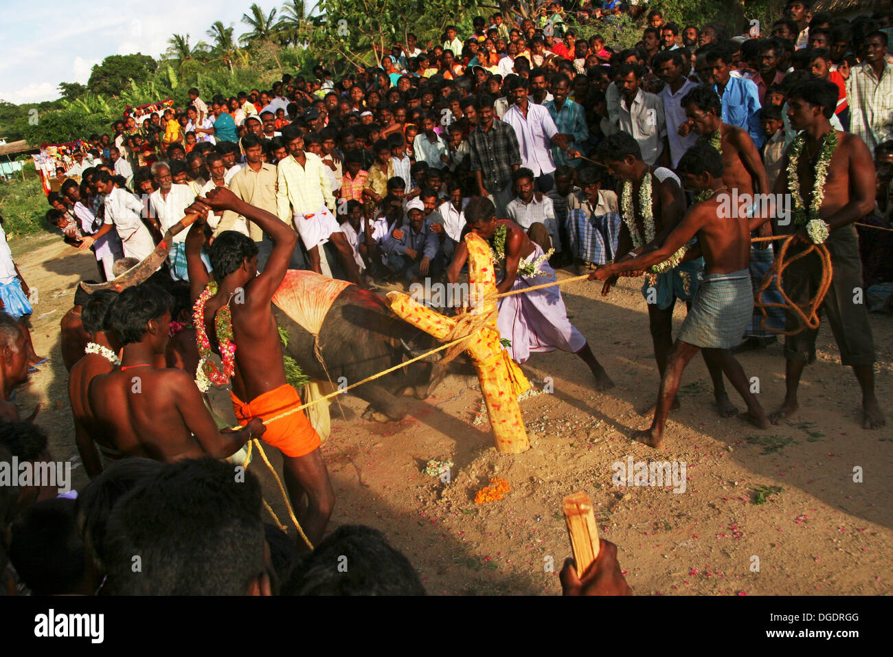 Ox sacrifice hi-res stock photography and images - Alamy