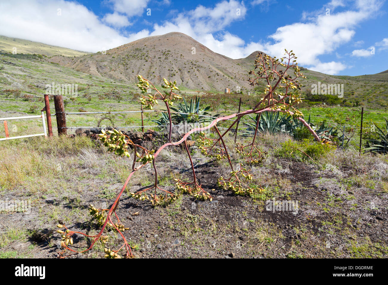 Southern Maui landscape with hills on the flank of Haleakala, Hawaii, an Aloe Vera plant in the foreground. Stock Photo